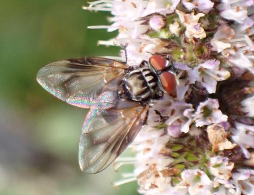 Phasia obesa